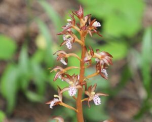 spotted coralroot