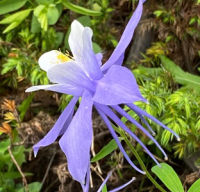 blue columbine