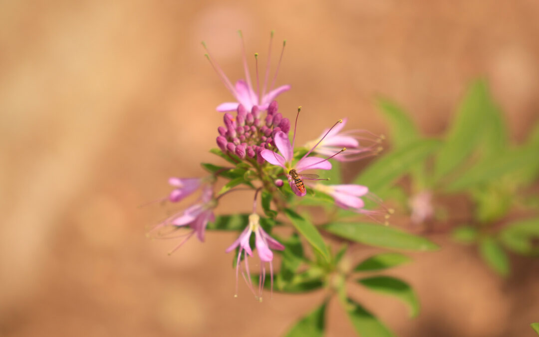 Rocky Mountain Bee Plant (Cleome serrulata)