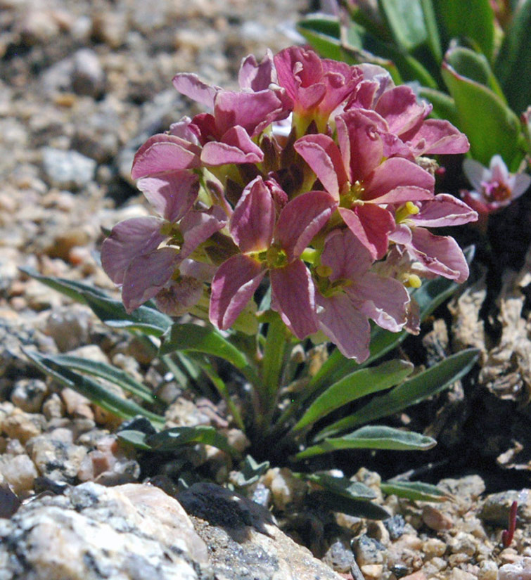 photo of a sand dune wallflower plant with purple flowers