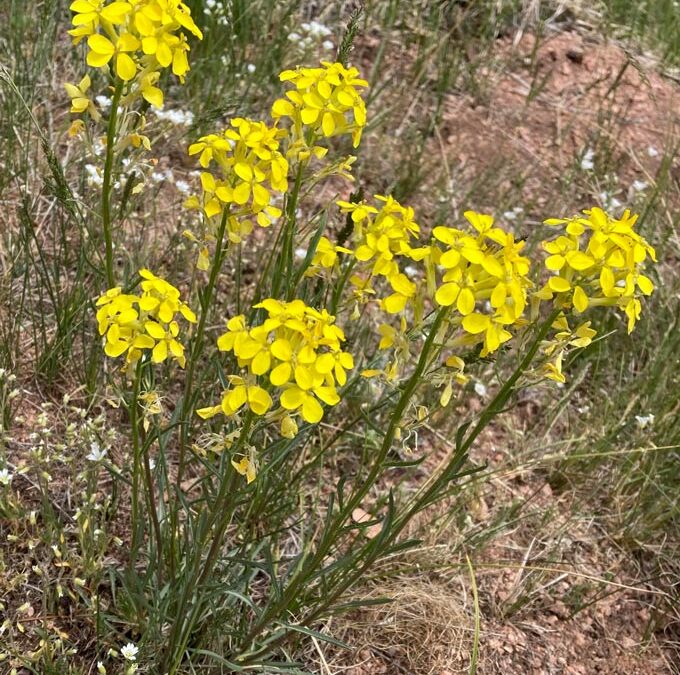 Sand Dune Wallflower (Erysimum capitatum)