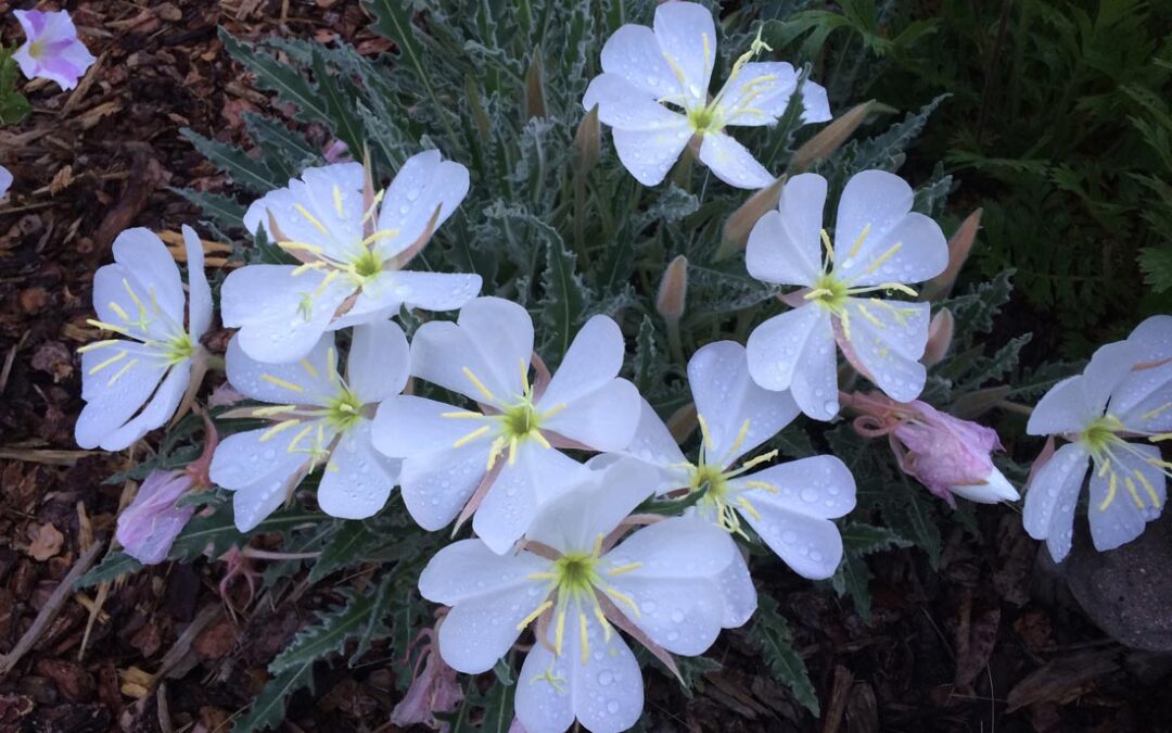 Tufted Evening Primrose (Oenothera caespitosa)