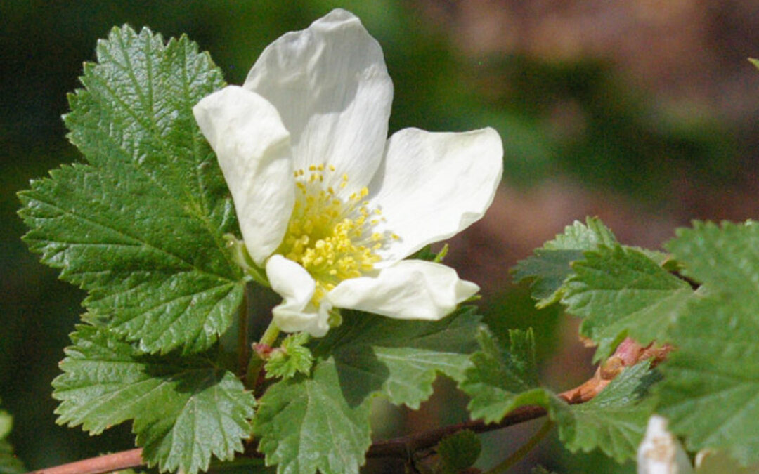 Delicious Raspberry (Rubus deliciosus)