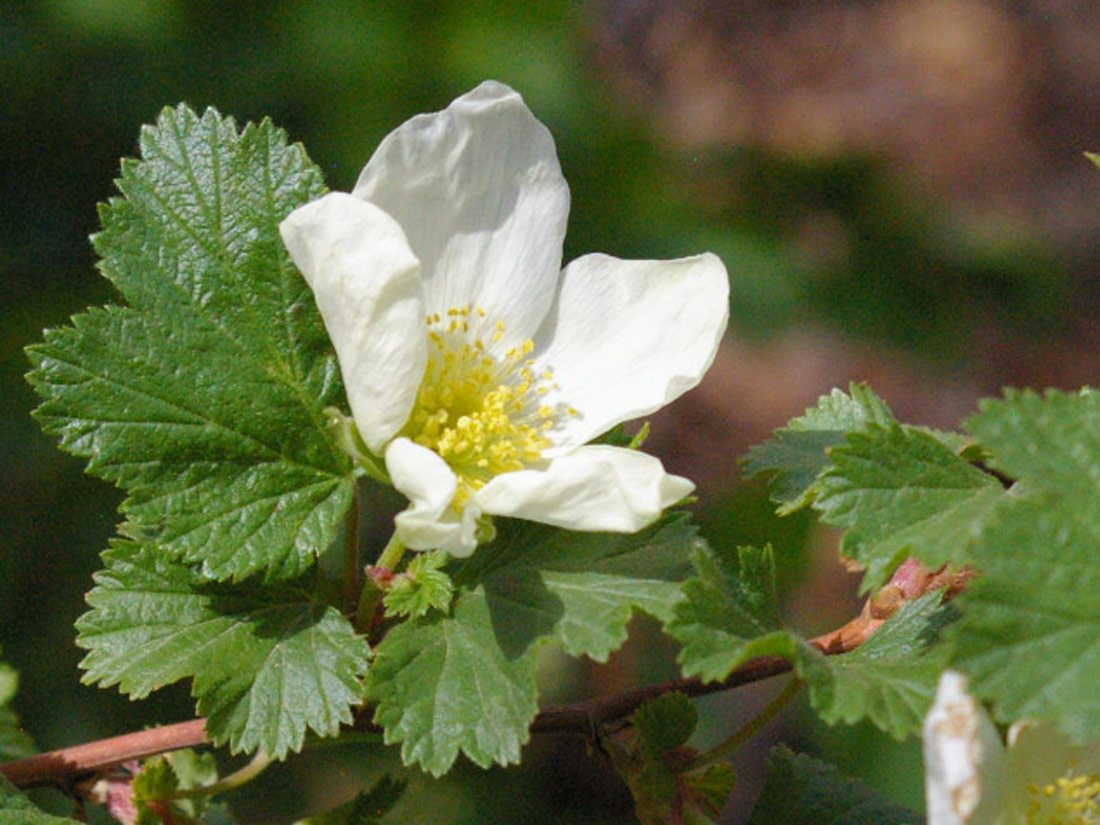 a photo of a white boulder raspberry flower