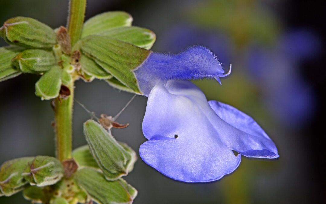 Blue Sage (Salvia azurea var. grandiflora)
