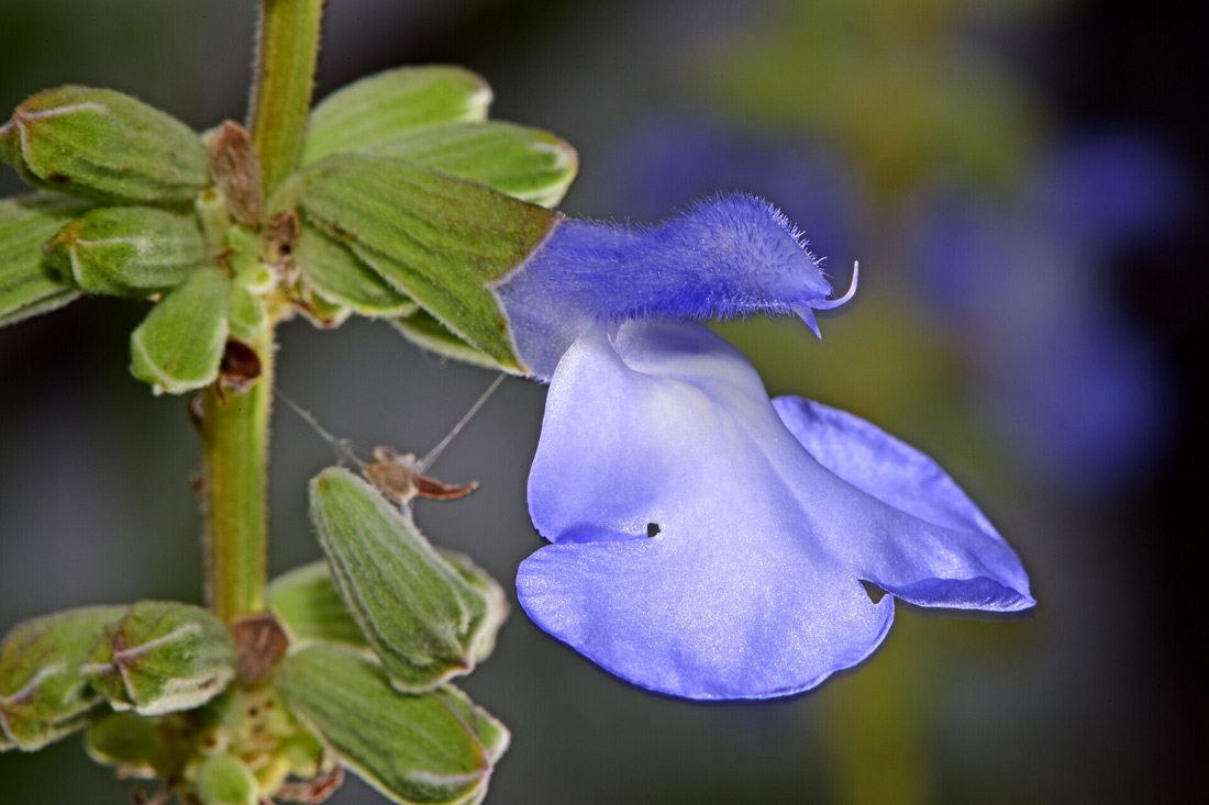 a close-up photo of a blue sage flower