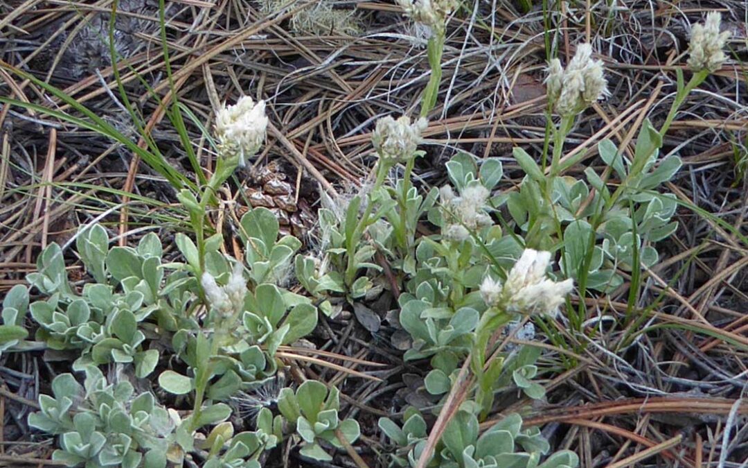 Small Leaf Pussytoes (Antennaria parvifolia)