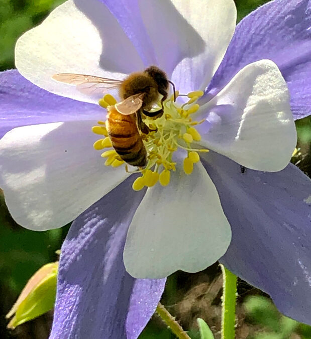 Aquilegia coerulea and a European Honey bee