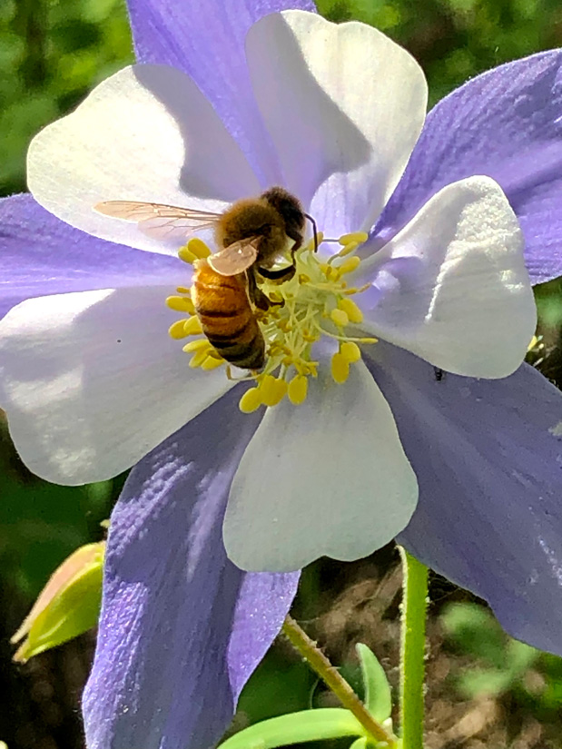a photo of a Eurapean honey bee in a Colorado aquilegia flower
