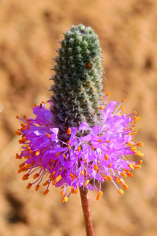 a close-up photo of purple prairie clover
