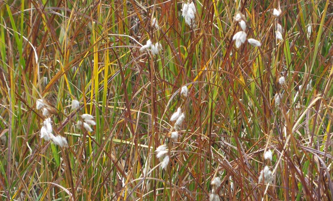 a photo of a patch of tall cottongrass