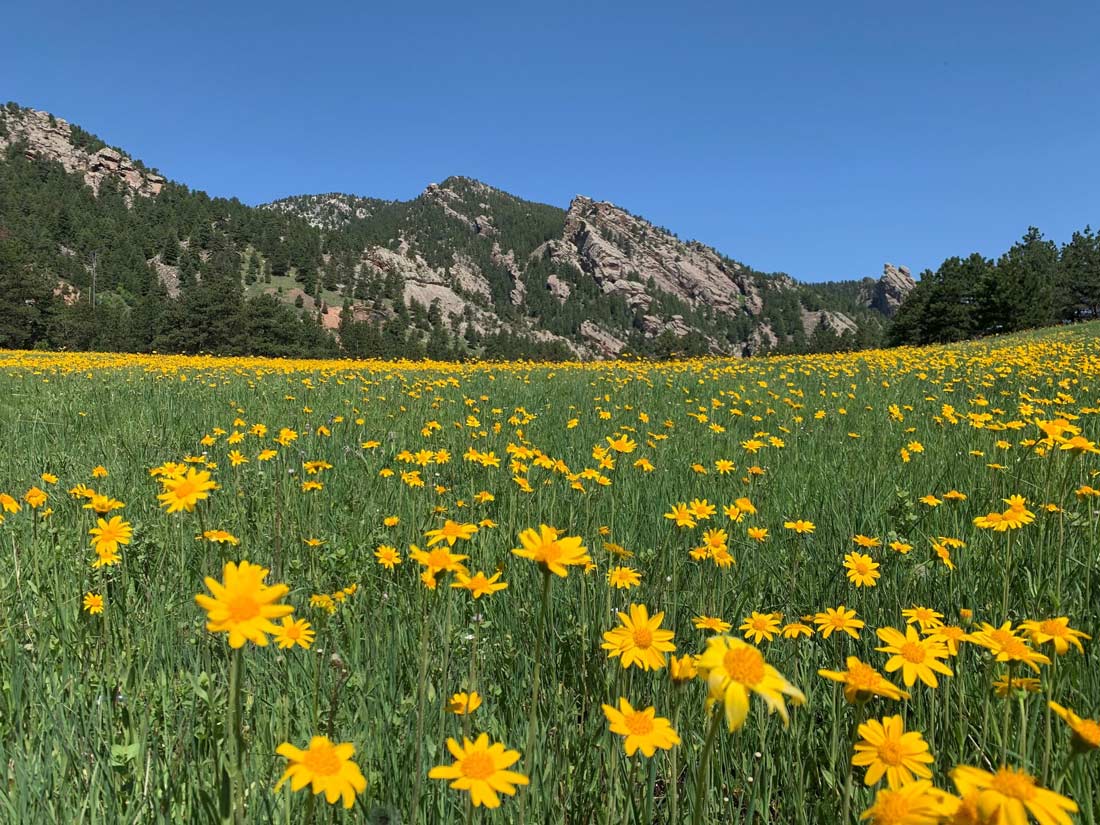 a photo of the Boulder Flatirons with arnica flowers in the foreground