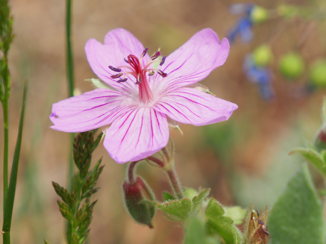 a close-up photo of a Rocky Mountain geranium flower