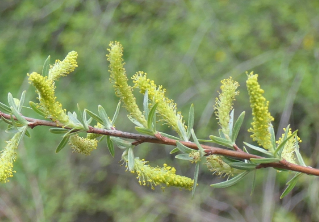 a photo of Coyote Willow catkins