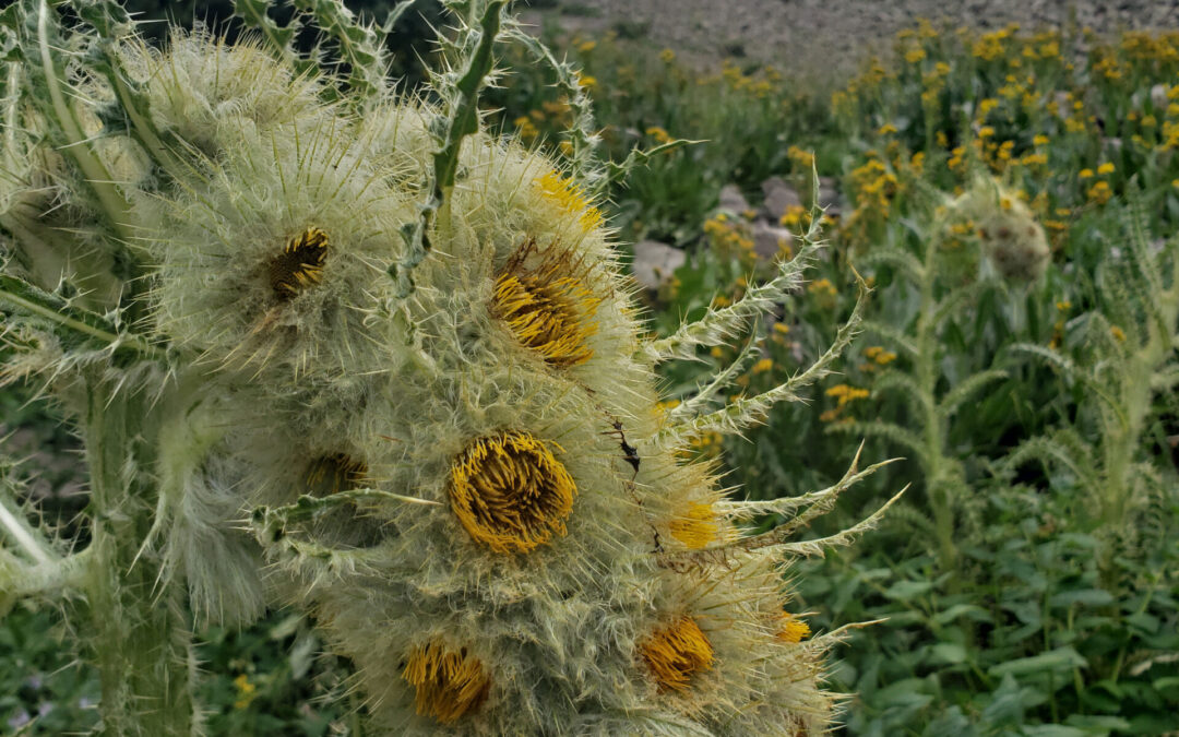 funky thistle