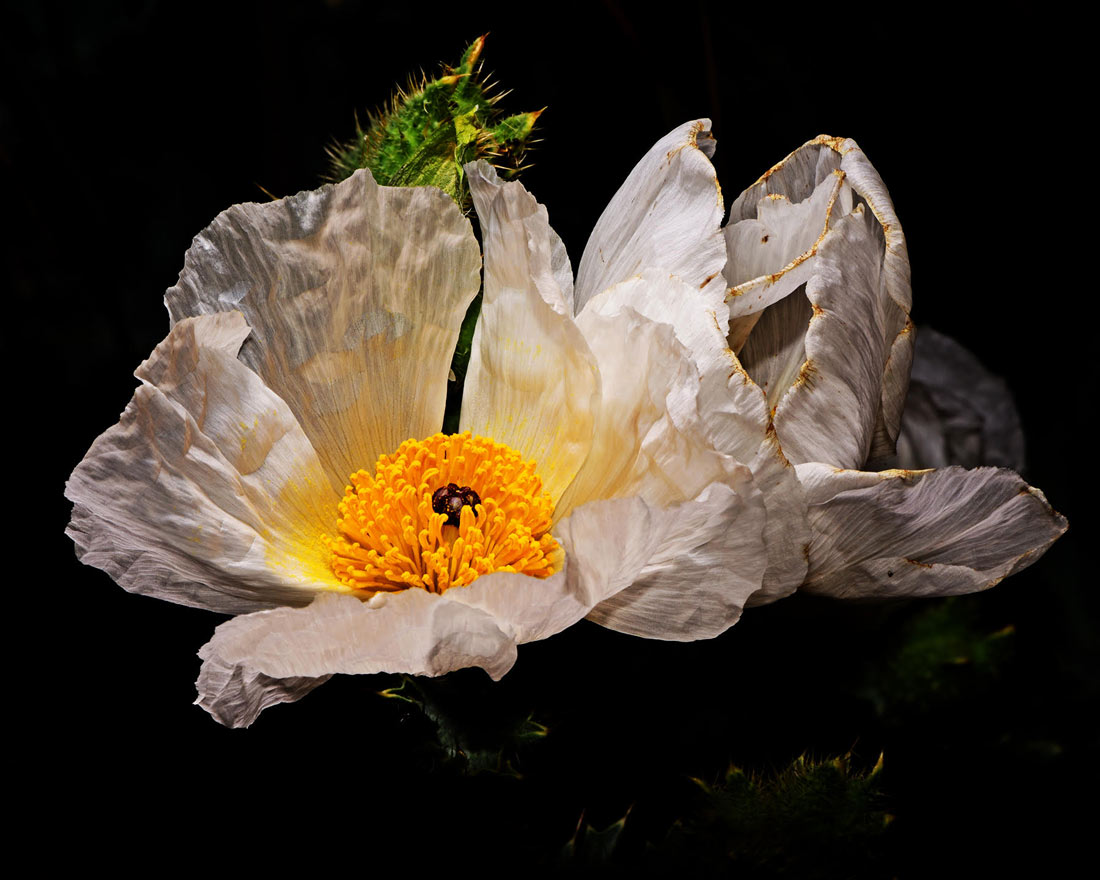 a photo of a Pricky Poppy flower