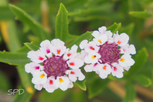 Wedgeleaf frogfruit