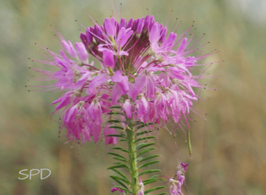 rocky mountain Bee plant