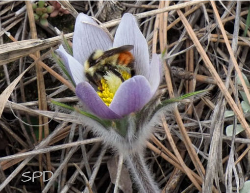 pasqueflower