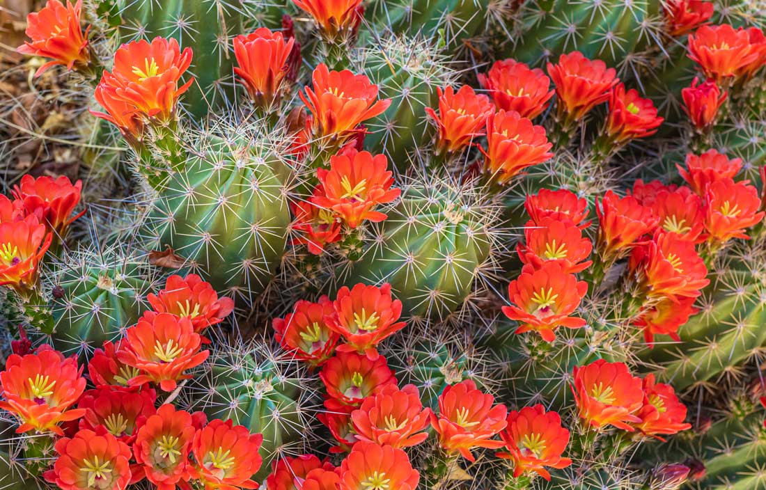 a photo of a mass of claret cup cactus flowers