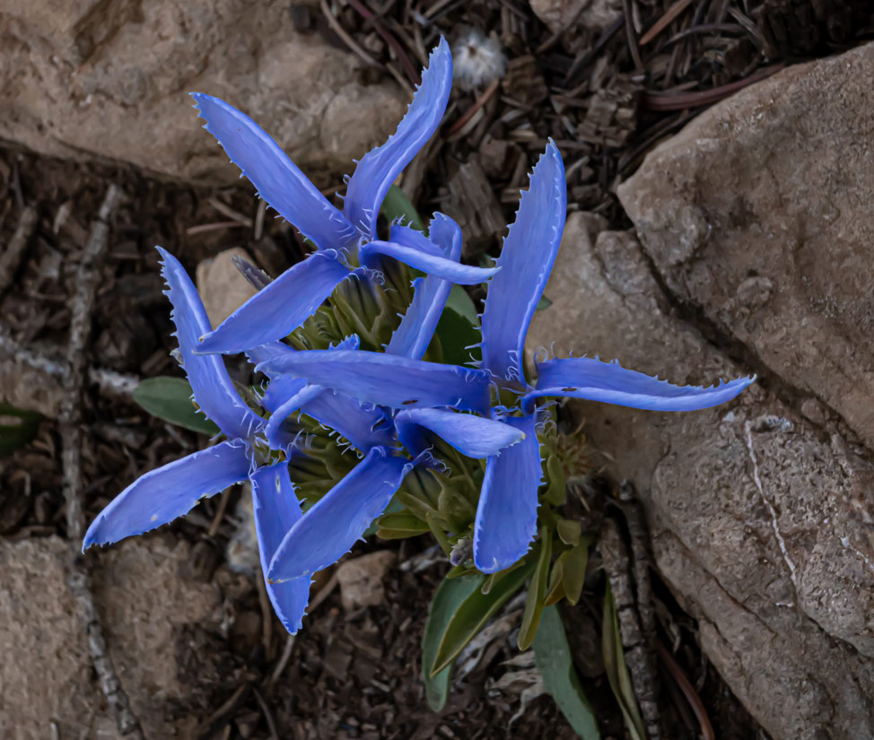 a photo of four perennial fringed gentian flowers
