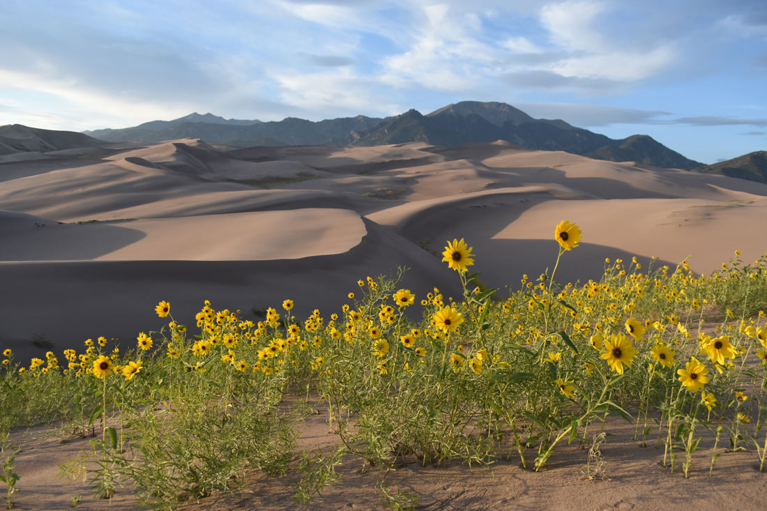 Prairie Sunflower at Great Sand Dunes National Park