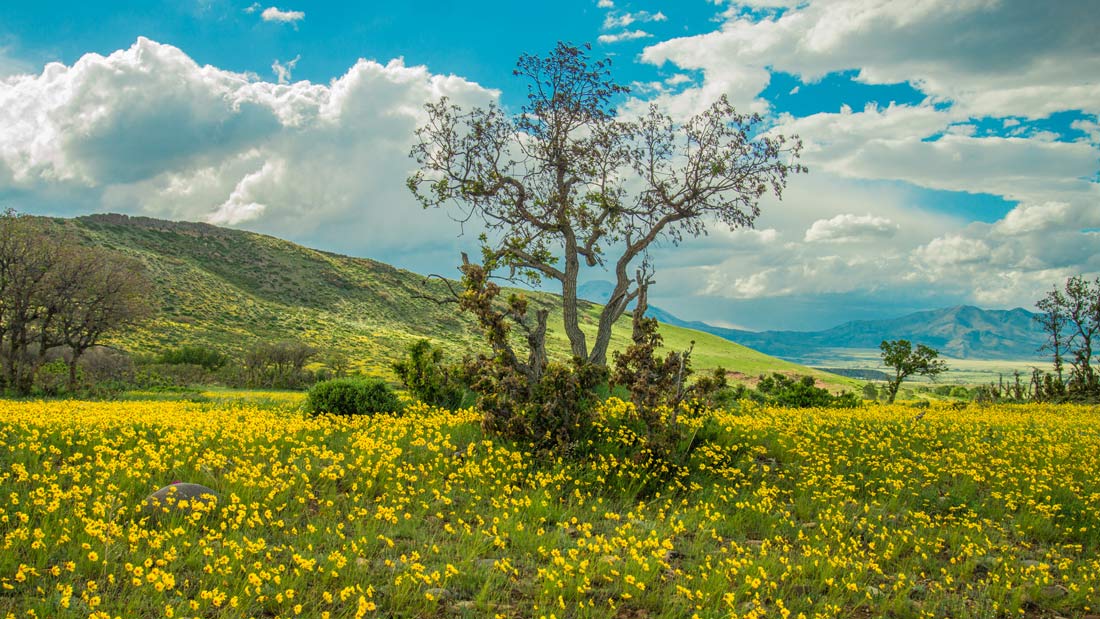 a landscape photo with masses of lanceleaf tickseed