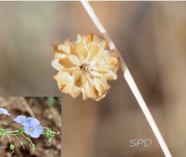 blue flax