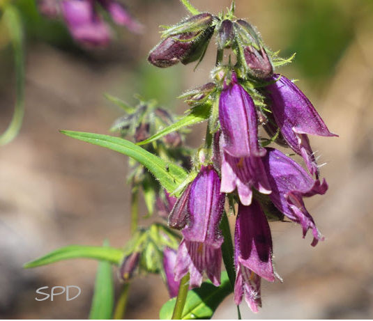 whipple’s penstemon