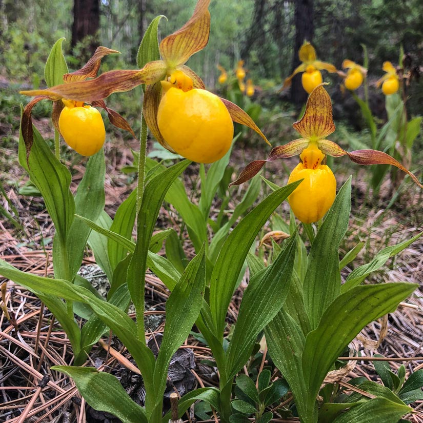 a photo of yellow lady's slipper