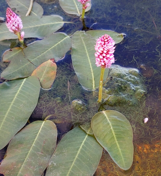 Water Smartweed (Persicaria amphibia)