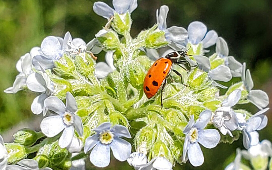 13 Spot Lady Beetle (Hippodamia tredecimpunctata)