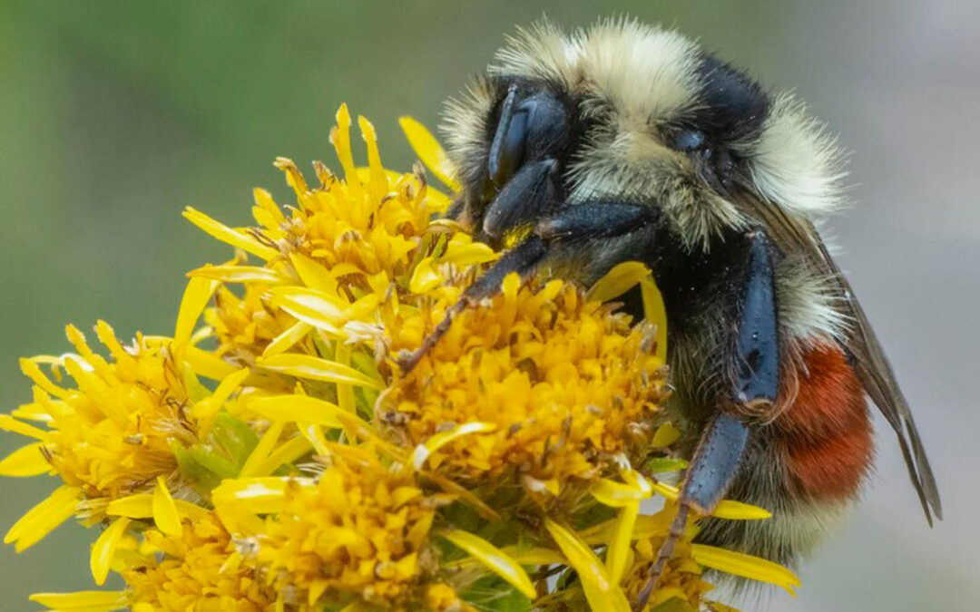 Forest Bumblebee (Bombus sylvicola)