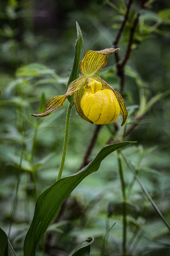 a photo of a yellow lady's slipper plant