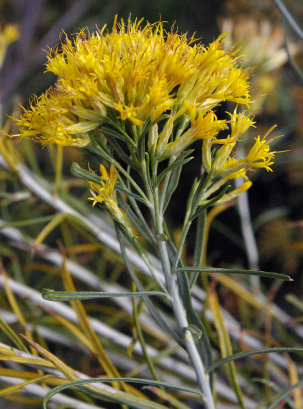 a photo of a mass of rubber rabbitbrush flowers