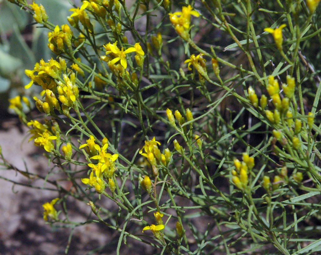 a photo of a broom snakeweed plant with many yellow flowrs