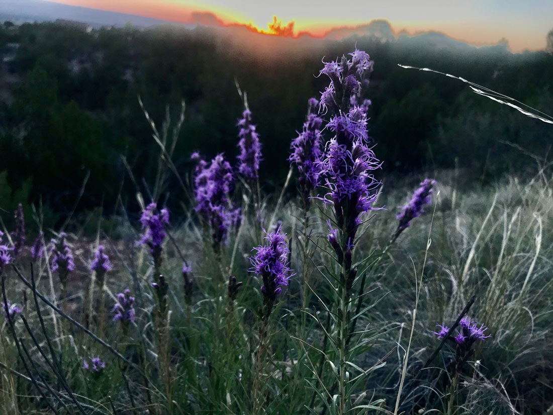 a photo of dotted blazing star flowers at sunset