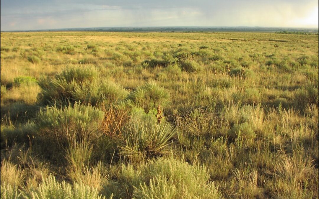 Sandsage Pueblo Co., CO Rondeau