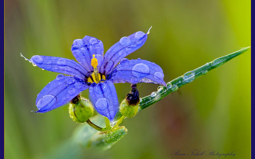 Rocky Mountain Blue-eyed Grass Sisyrinchium montanum)
