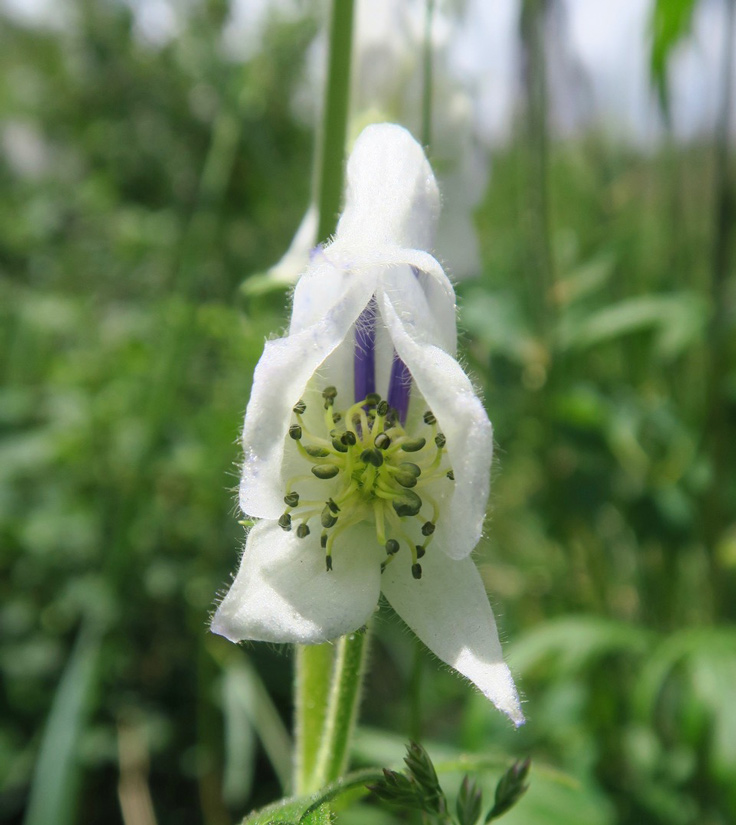 a photo of a white-flowered Columbian Monkshood flower