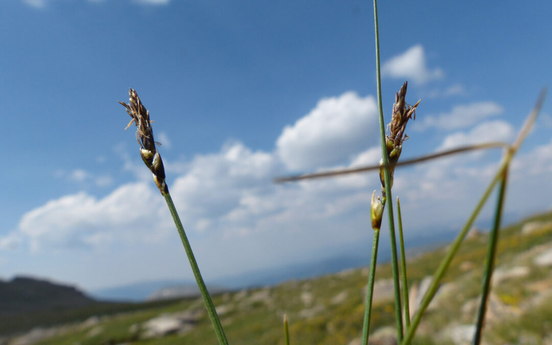 Blackroot Sedge (Carex elynoides)