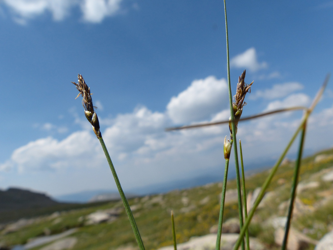 a photo of two blackroot sedge shoots in fruit