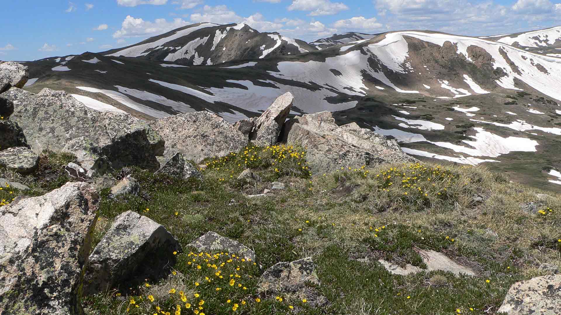 a photo of alpine turf plant community with alpine avens.