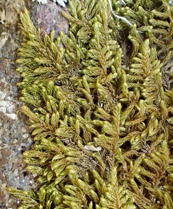 Revolute Plate Moss (Hypnum revolutum)