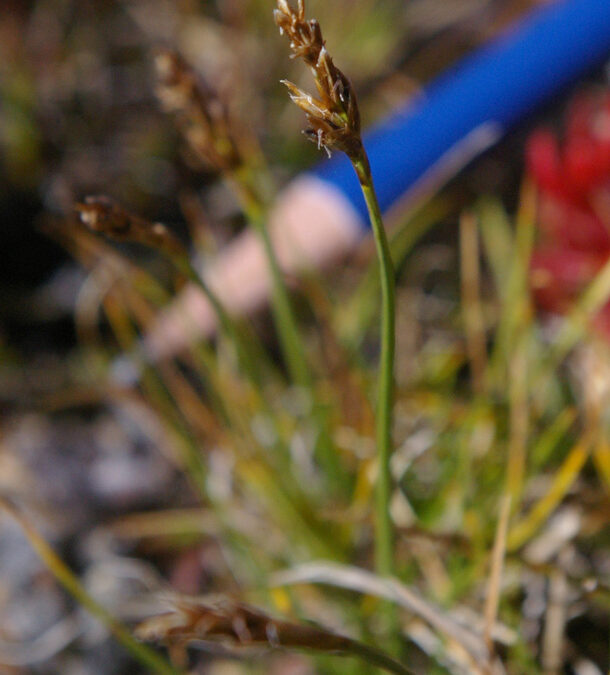 Bellardi Bog Sedge Carex myosuroides)