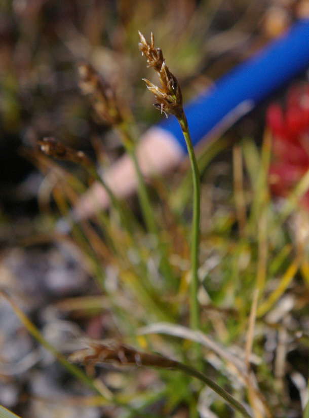 a photo of bellardi bog sedge in front of a pencil