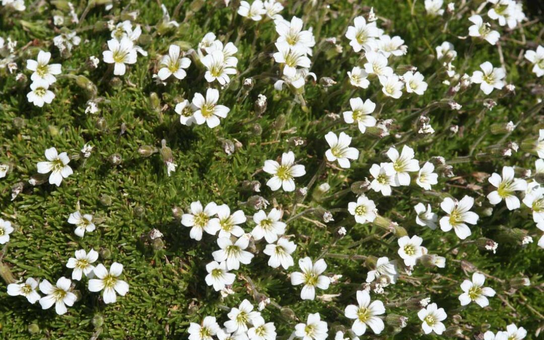 Alpine Stitchwort (Cherleria obtusiloba)