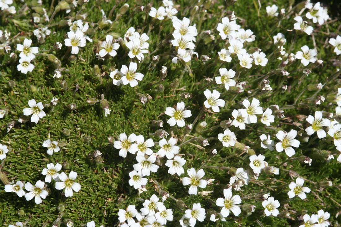 a photo of a mass of alpine stitchwort flowers