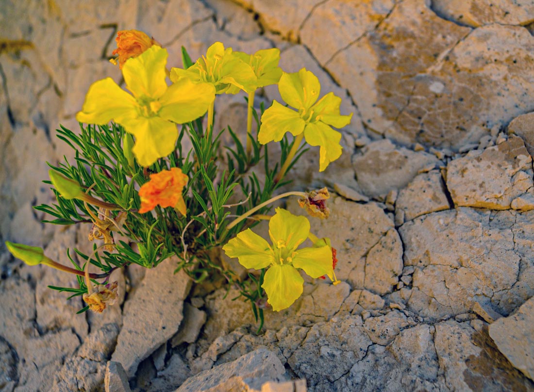 A photo of lavender-leaf sundrops flowers in bloom