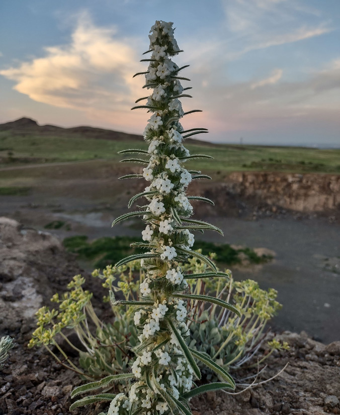 a photo of a miner's cancle plant in full bloom